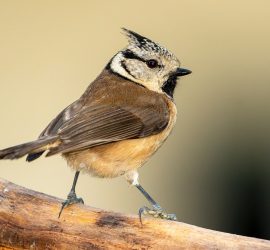 Fiche pratique de la mésange