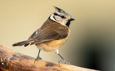 Fiche pratique de la mésange